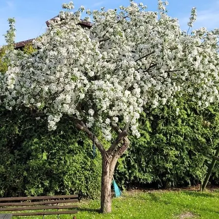 بيت للعطل Cudodomek Na Mazurach W Woszczelach Kolo Elku اوك